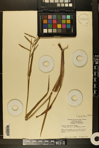 Paspalum boscianum image