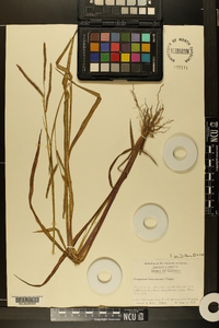 Paspalum boscianum image