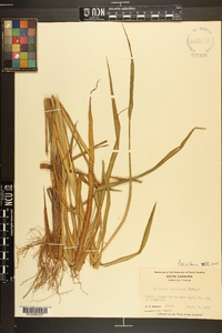 Paspalum boscianum image