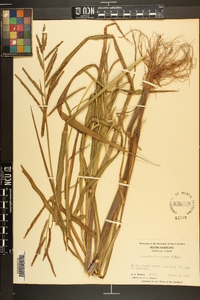 Paspalum boscianum image