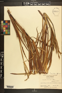 Paspalum boscianum image