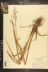 Paspalum boscianum image