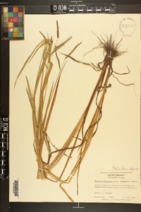 Paspalum boscianum image