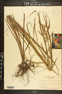 Paspalum boscianum image