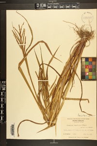 Paspalum boscianum image