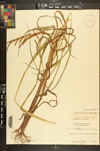 Paspalum boscianum image