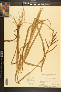 Paspalum boscianum image