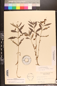 Lysimachia lanceolata image