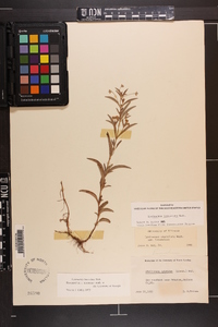 Lysimachia lanceolata image