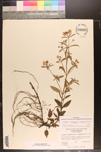 Lysimachia hybrida image