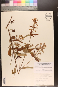 Lysimachia tonsa image