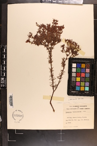 Hypericum fasciculatum image