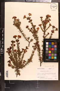 Hypericum fasciculatum image