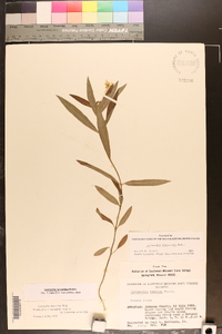 Lysimachia lanceolata image