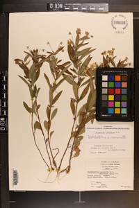Lysimachia lanceolata image