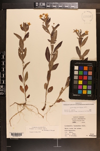 Lysimachia lanceolata image