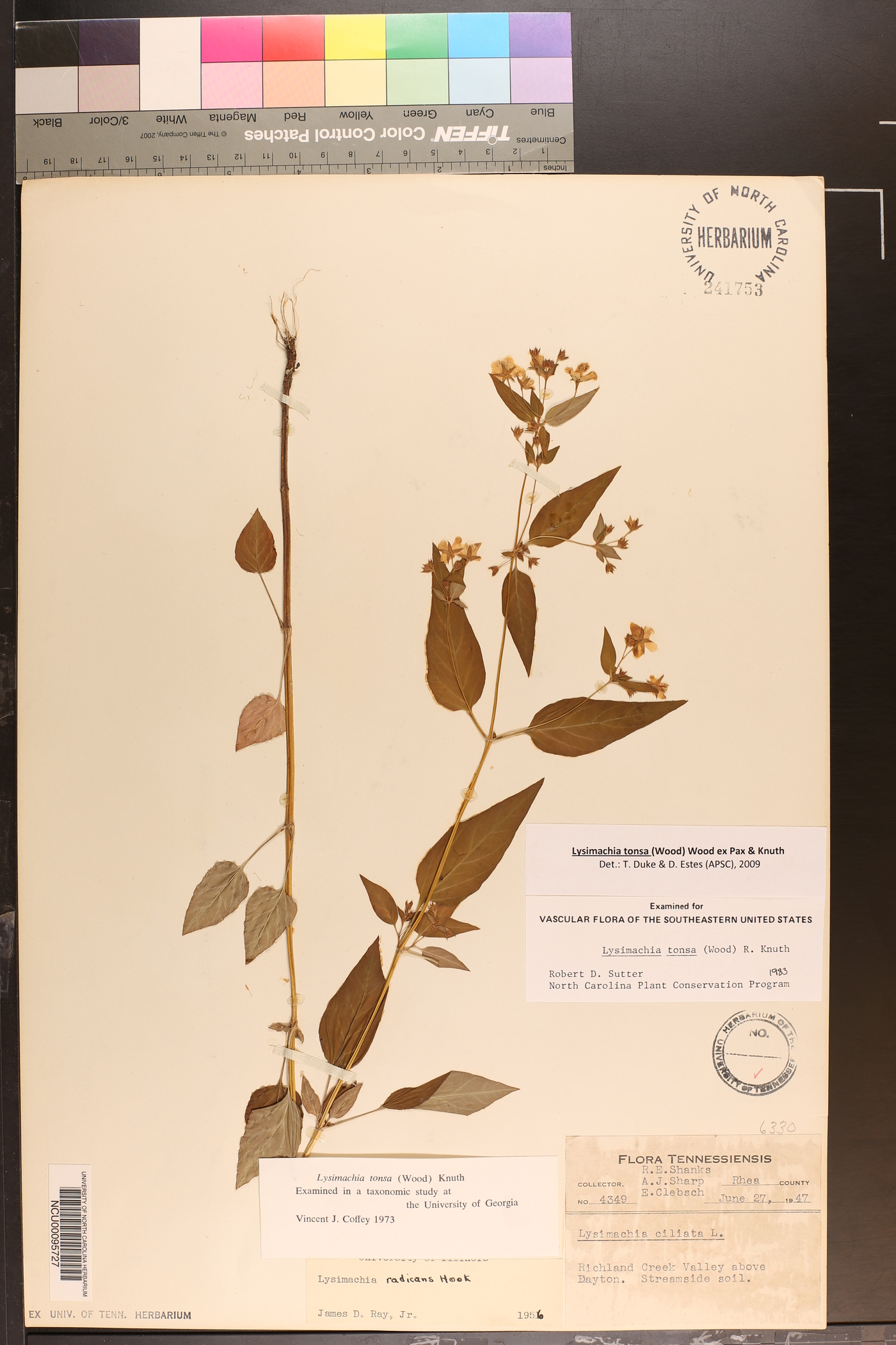 Lysimachia tonsa image