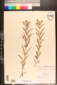 Lysimachia lanceolata image