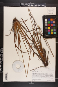 Xyris ambigua image