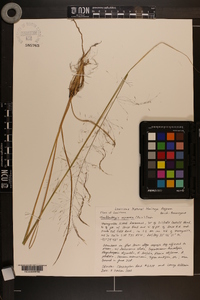 Muhlenbergia expansa image