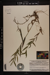 Dichanthelium scoparium image