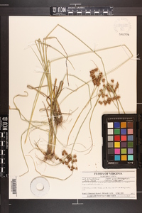 Cyperus pseudovegetus image