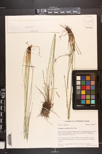 Eleocharis rostellata image