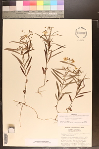 Lysimachia lanceolata image