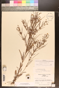 Lysimachia lanceolata image