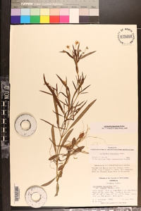 Lysimachia lanceolata image