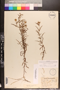 Lysimachia lanceolata image