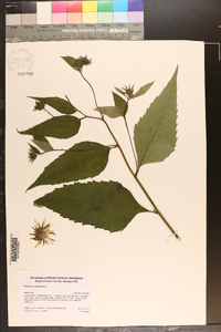 Helianthus decapetalus image