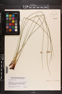 Juncus gymnocarpus image