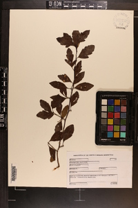 Crataegus opaca image