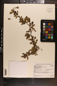 Crataegus spathulata image