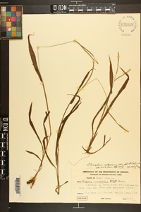 Paspalum setaceum var. ciliatifolium image