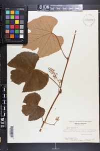 Vitis labrusca image