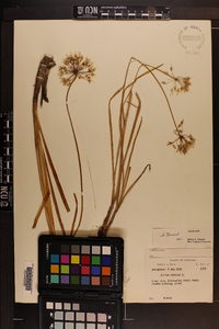 Allium cernuum image