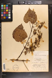 Vitis vulpina image