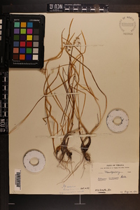 Allium cernuum image