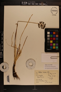 Allium cernuum image