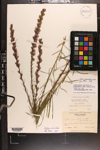 Liatris pilosa image