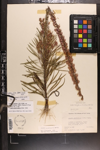 Liatris pilosa image