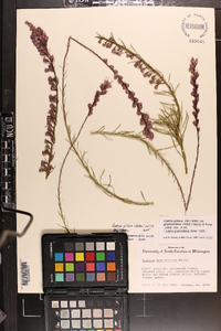 Liatris pilosa image