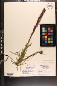 Liatris pilosa image