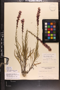 Liatris pilosa image