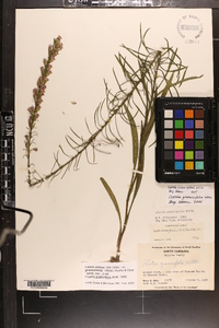 Liatris pilosa image