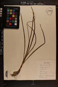 Allium cernuum image