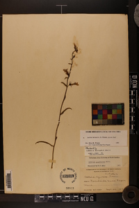 Lobelia batsonii image