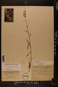 Lobelia batsonii image